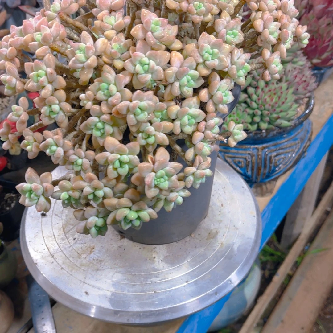 豆***姐多肉植物保护研究所所长一