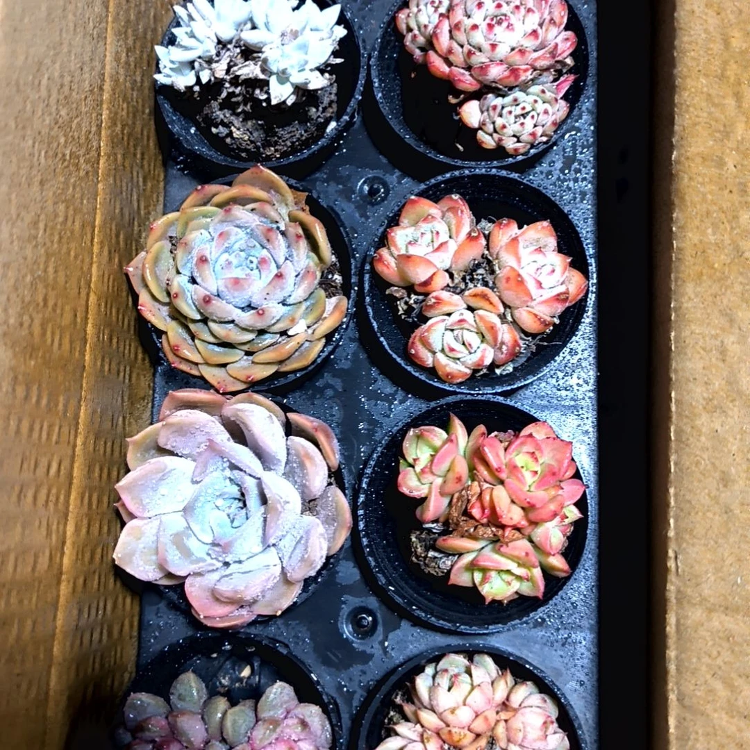 一物一拍绝绝子，28号