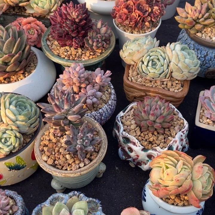 J***❣多肉植物补差价11111111