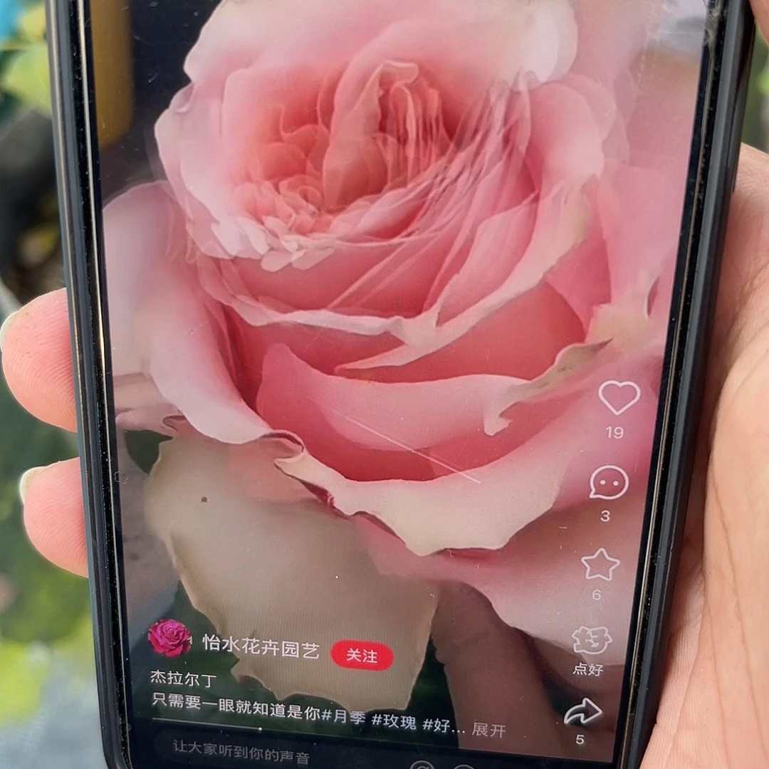 无花朵———杰拉尔丁 福利款