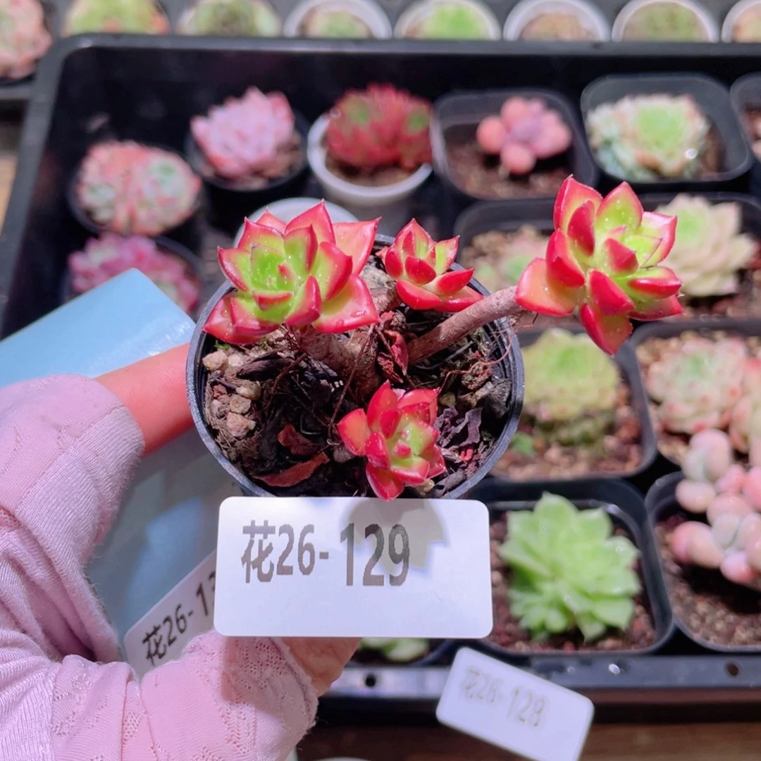 花利美26-129蒂亚