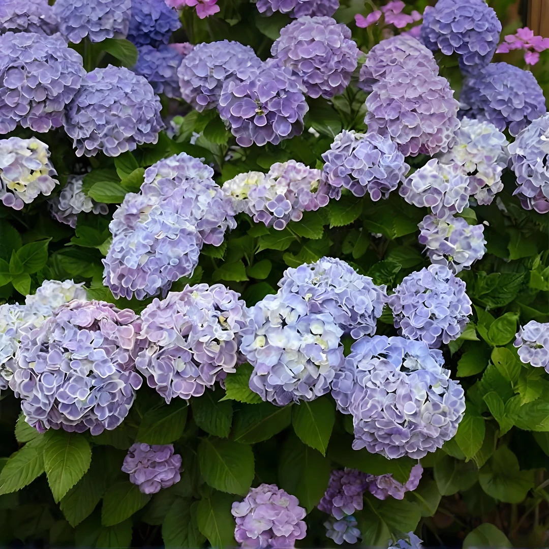 溪木花卉【草本绣球花多品】阳台庭院盆栽新手好养护云南基地直发