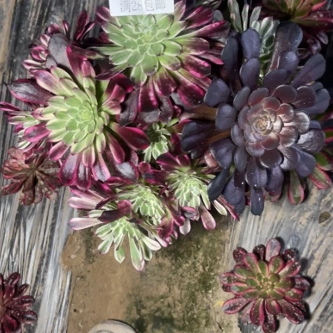 浪仙多肉多肉5314