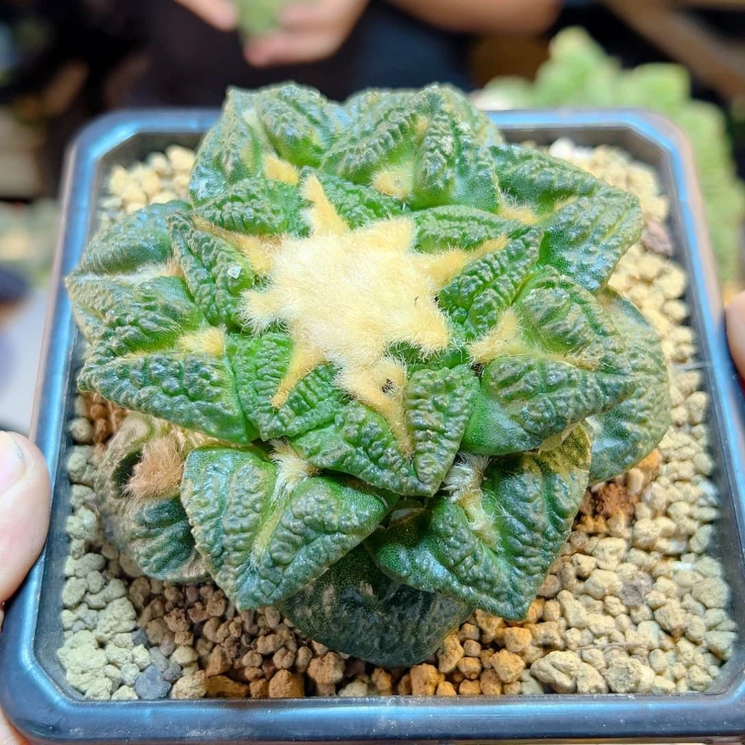 18号自根龟甲牡丹9.6公分