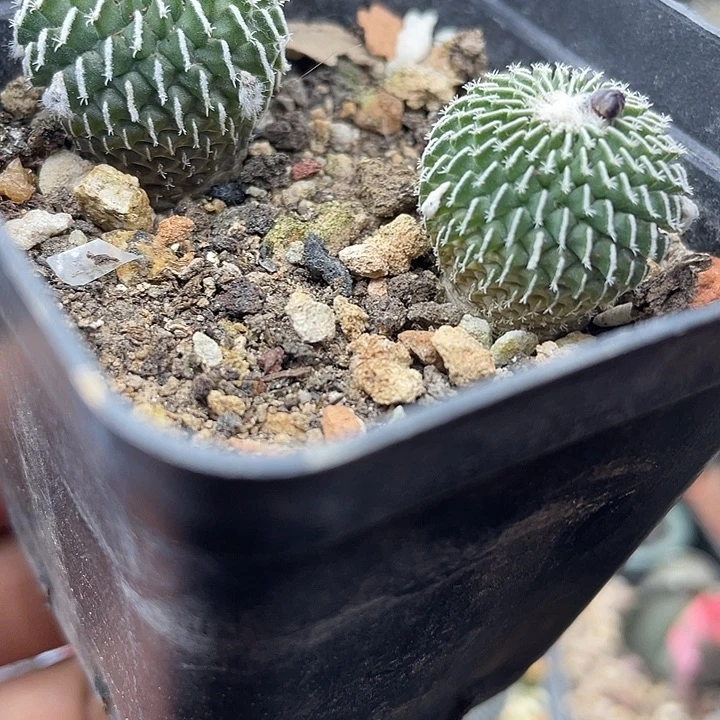 实生精巧殿刺缀两颗一盆