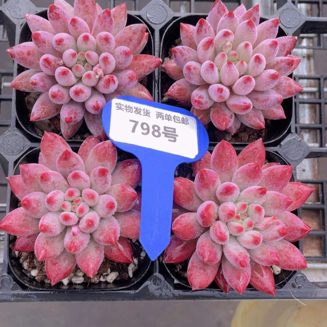 798号全状态车厘子金鱼姬单头一个