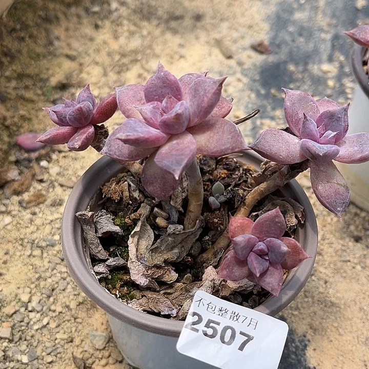 阿雅园艺。     2507紫雾