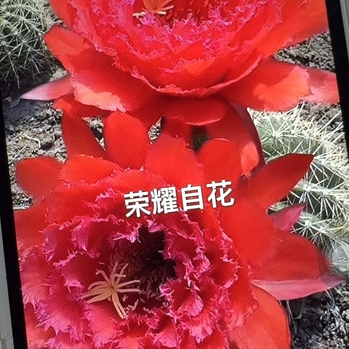 荣耀自花侧芽5公分左右毛花柱（20包邮）