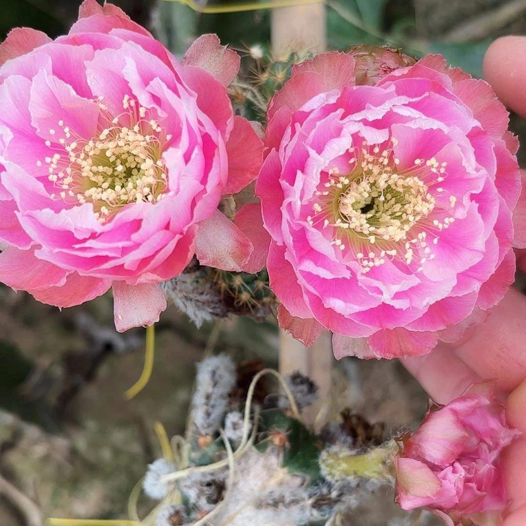 L33小丽花20包邮小小