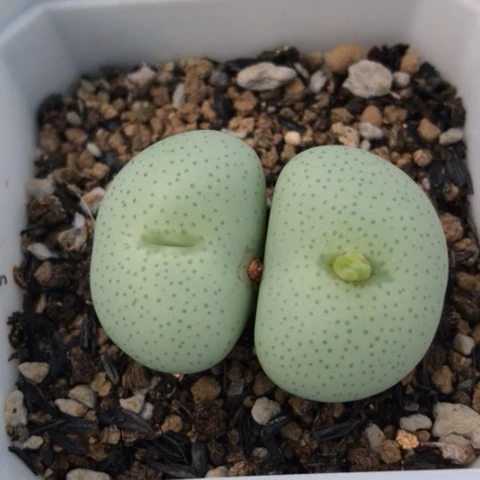 多肉肉锥 Y172超级大饼