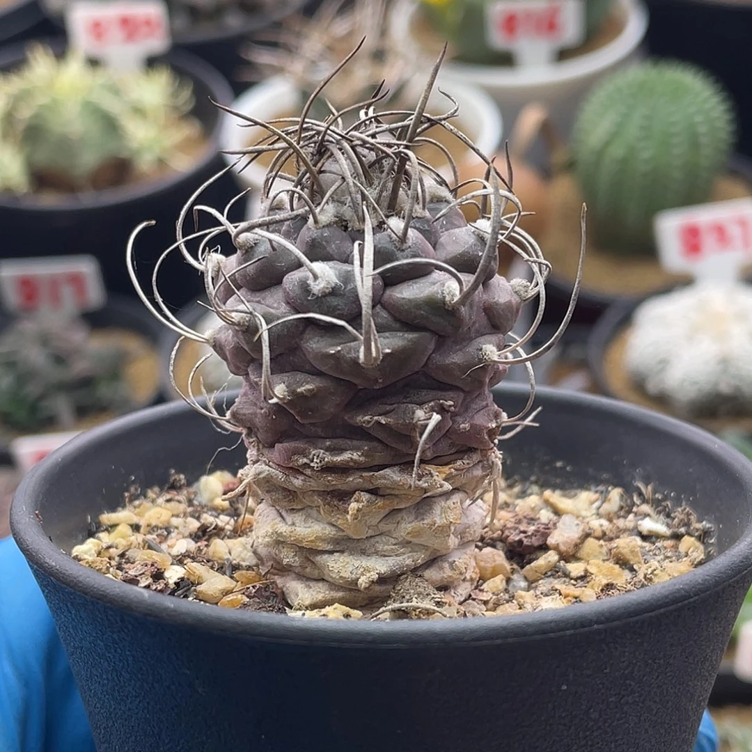 产地紫皮老娇丽仙人球