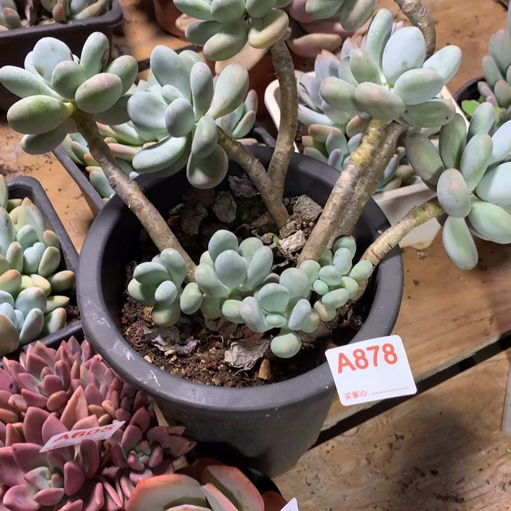 小***子878 满28包邮脱土发货