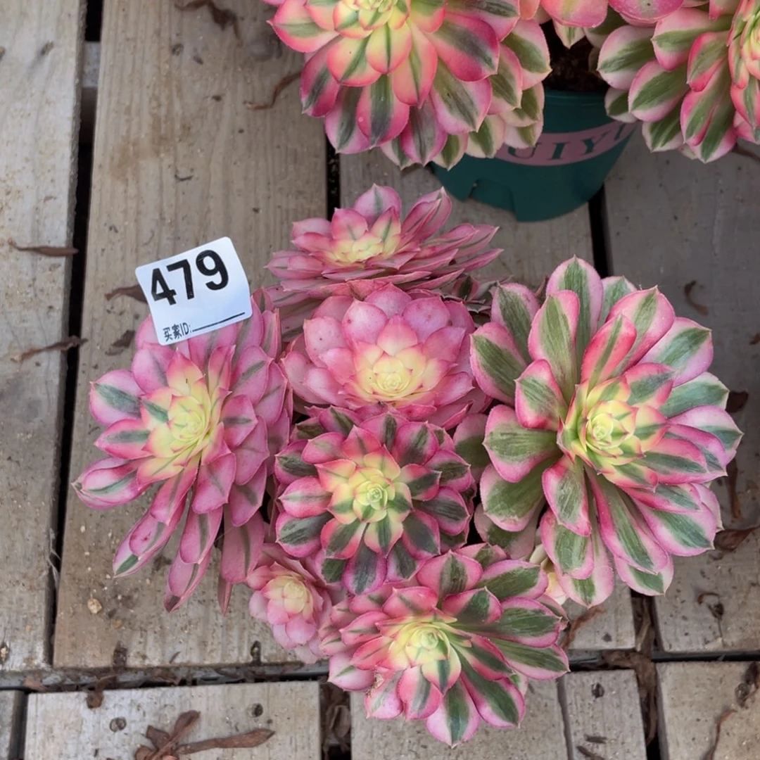 479倾城绣球多肉植物