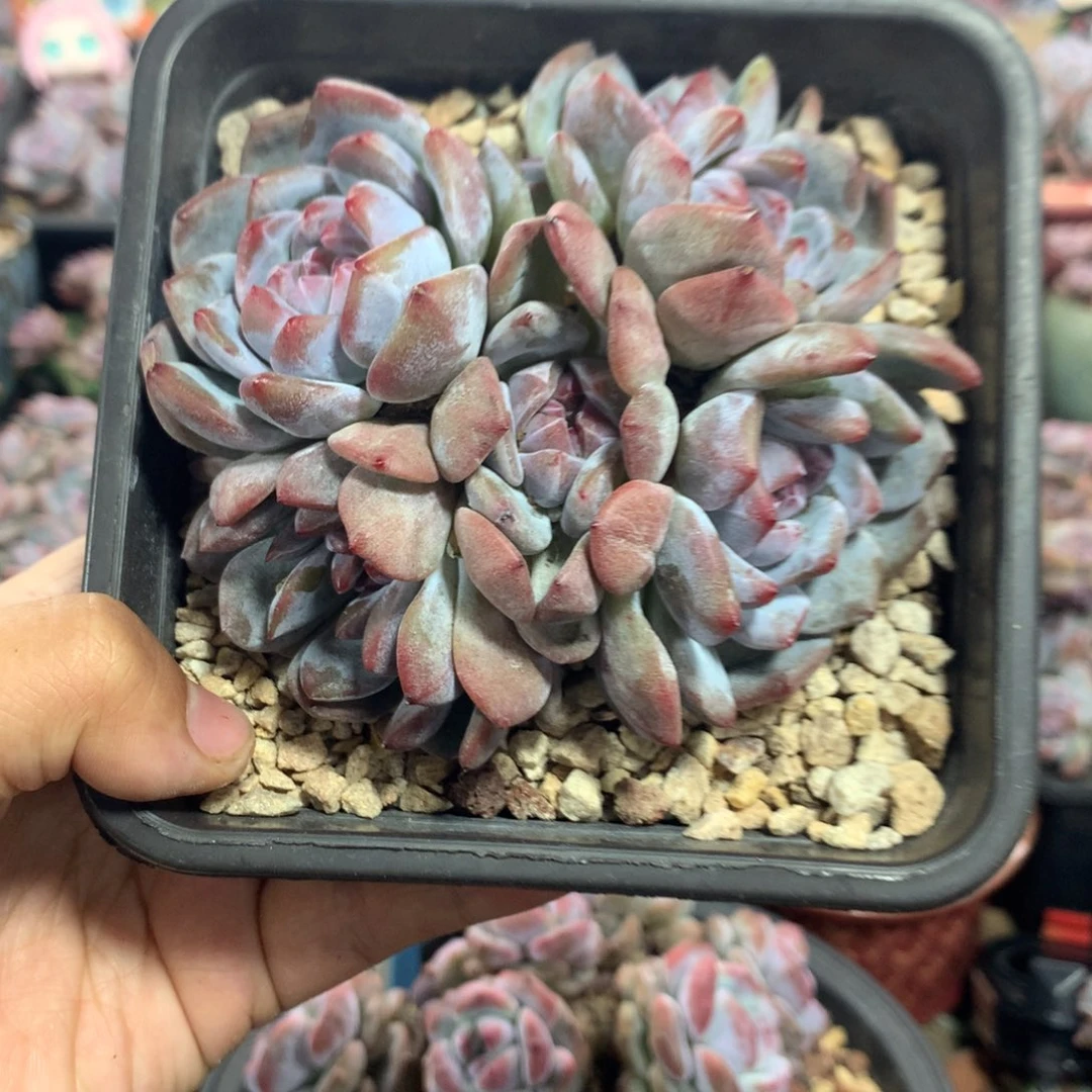 哈哈哈哈哈哈哈哈哈8