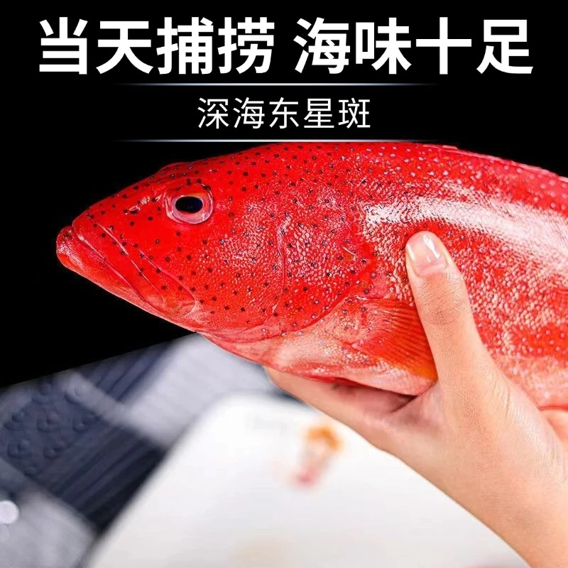 澳角大厝 石斑鱼东星斑 450g-550g/条炸鱼