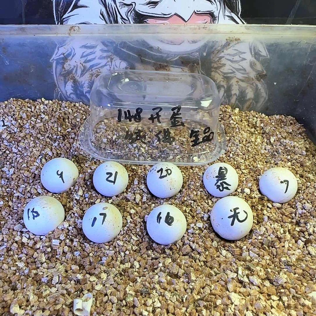 S***_母绿毛龟11111111