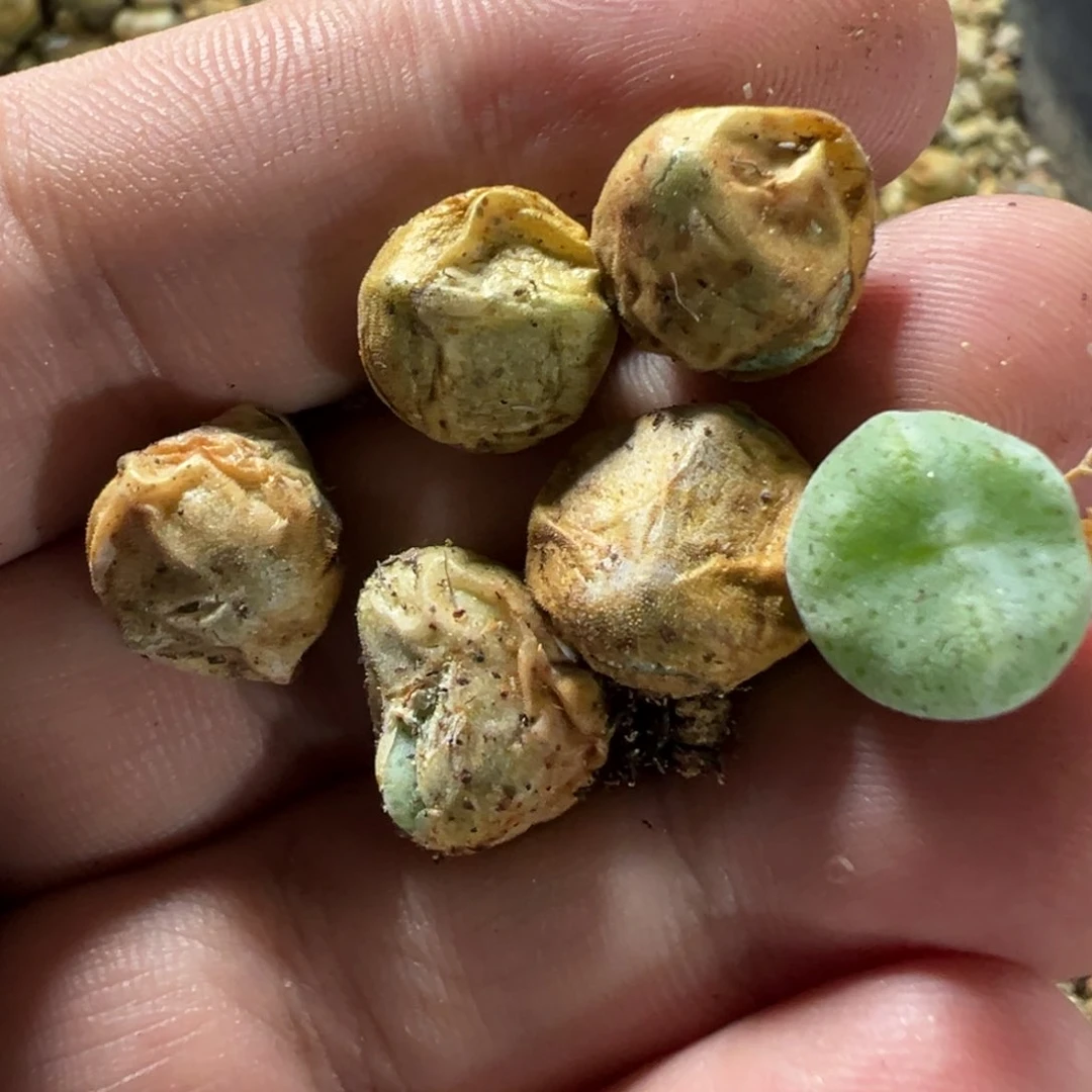 量拍绿豆糕母本一颗。多肉，挑大的发