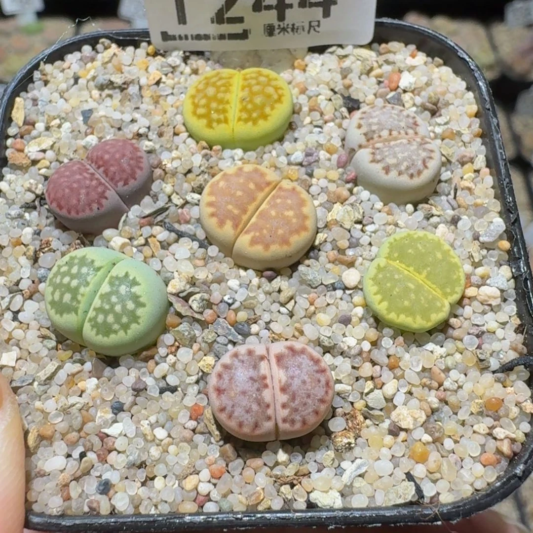 Ssss精品生石花1244