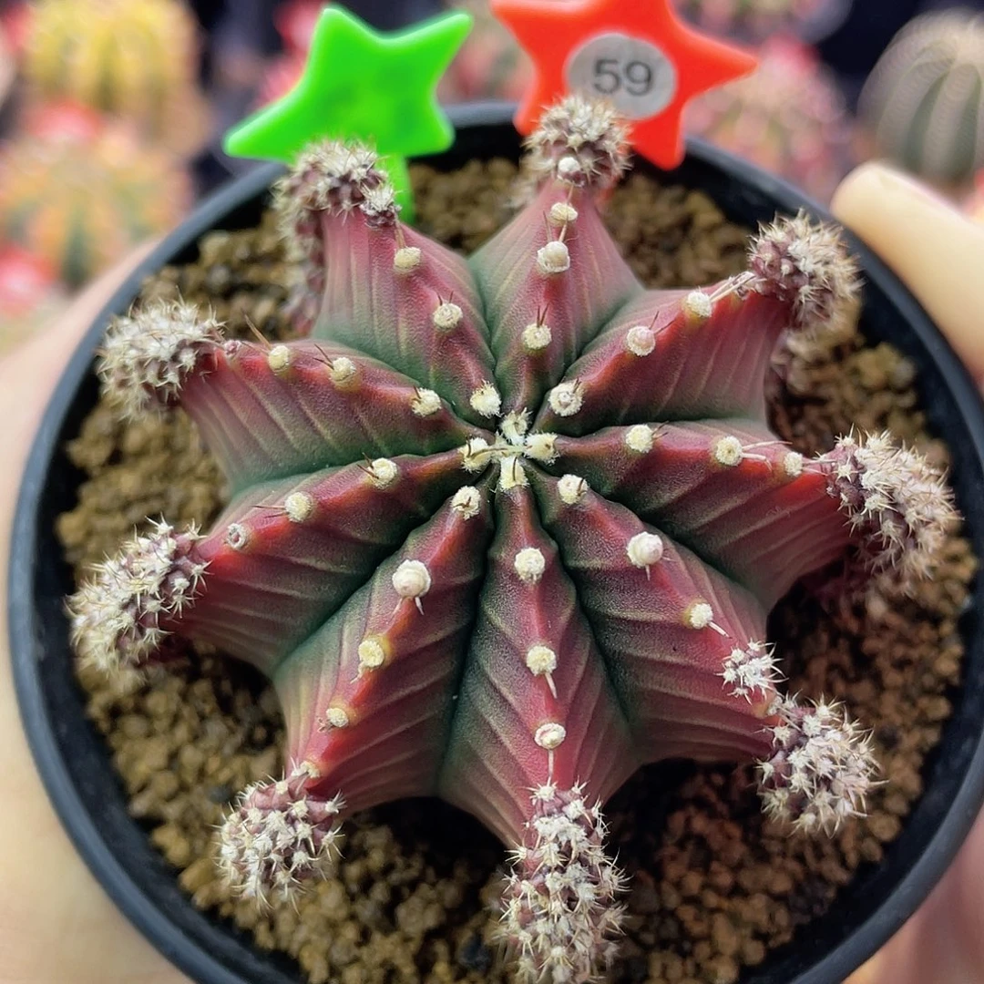 1-59沙拉曼尼母本6.8厘米