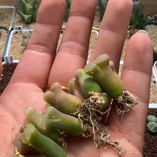 b****u三颗小尺寸送的984。