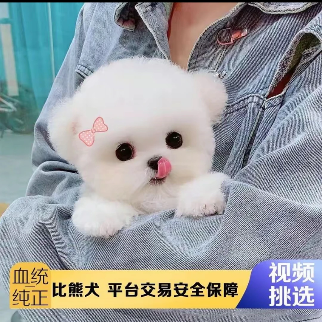 马尔泰幼犬真狗小狗狗便宜泰迪狗小型犬小体活物家养宠物幼宠包邮