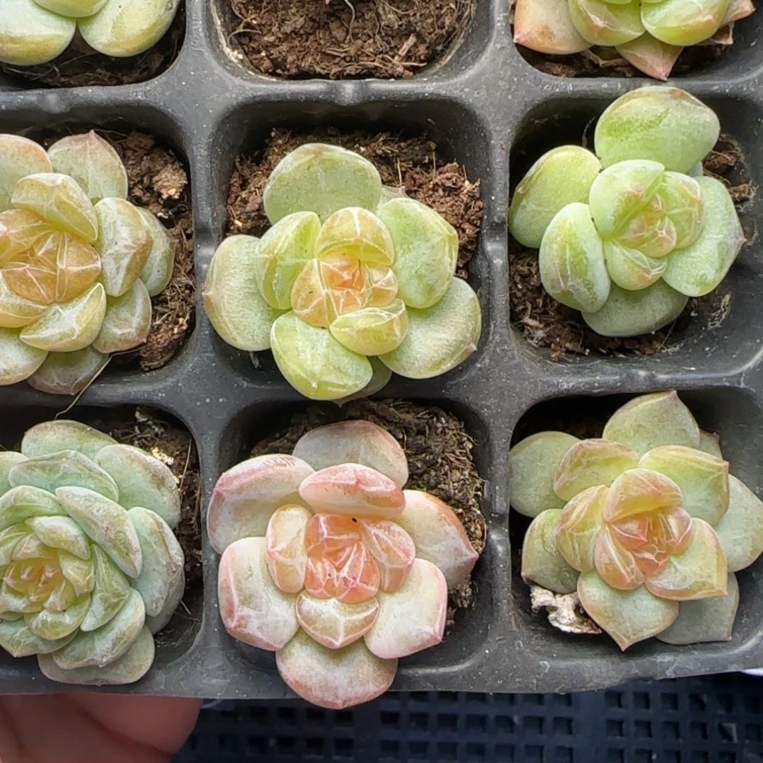 【满39包邮非偏远】937九棵