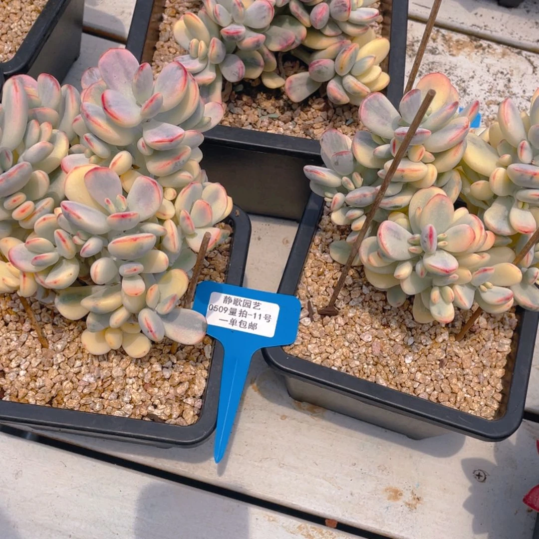 0509-11-乒乓福娘锦大群一颗