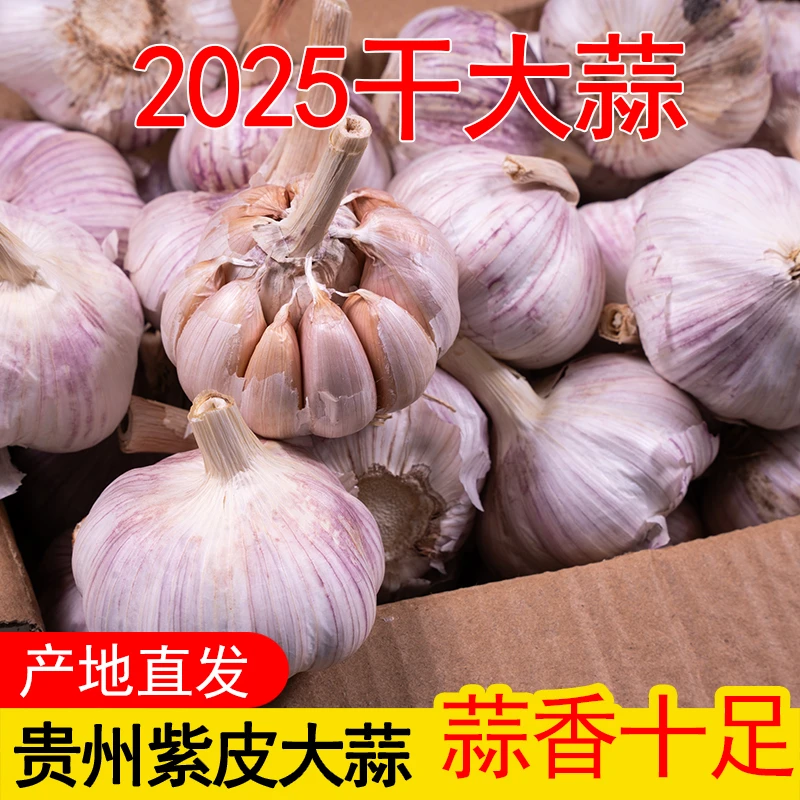 2025正宗贵州紫皮干大蒜头精选品质农家自种新蒜种子可抽蒜苔