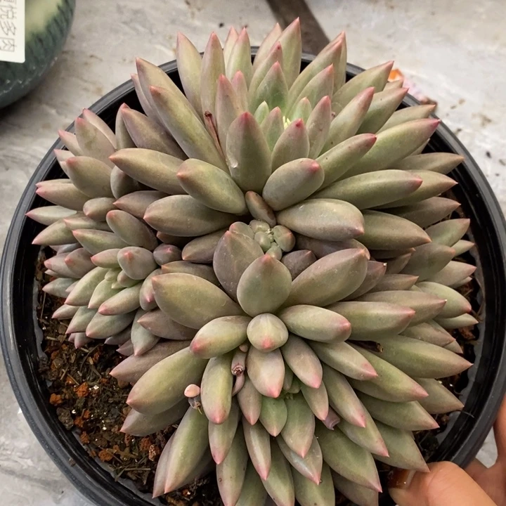 夏悦多肉1015-034红蜻蜓