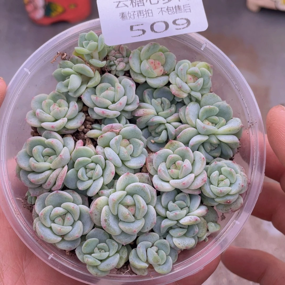 云糖心多肉植物509