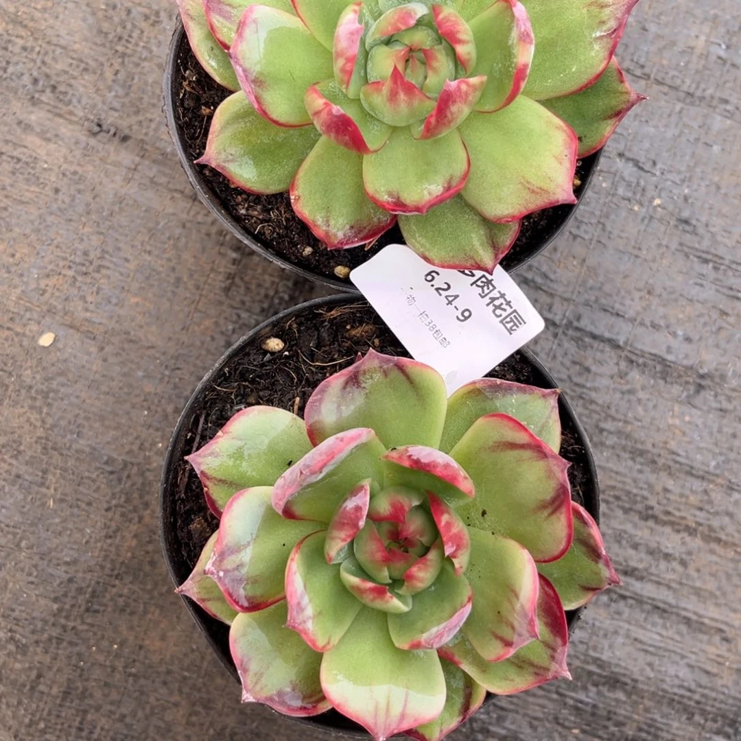 用***46.24-9惊鸿两个1111111