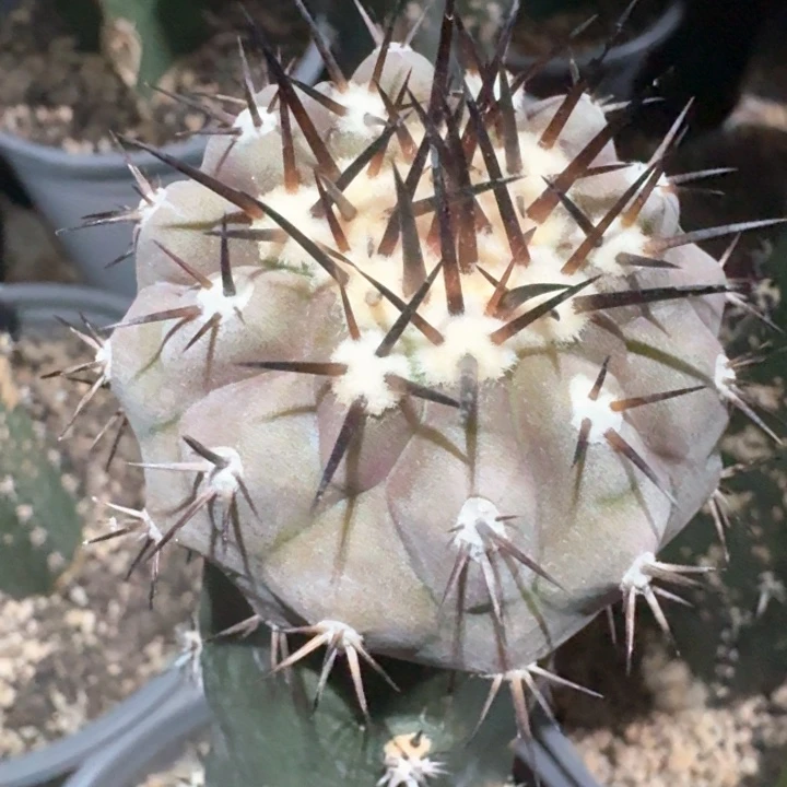 黑王苗接仙人球福利