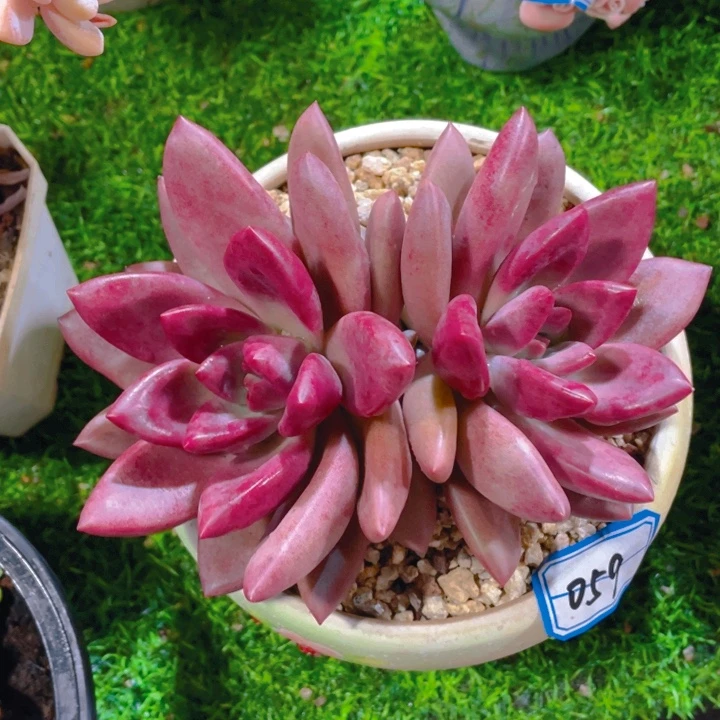 谢谢你的支持00000038