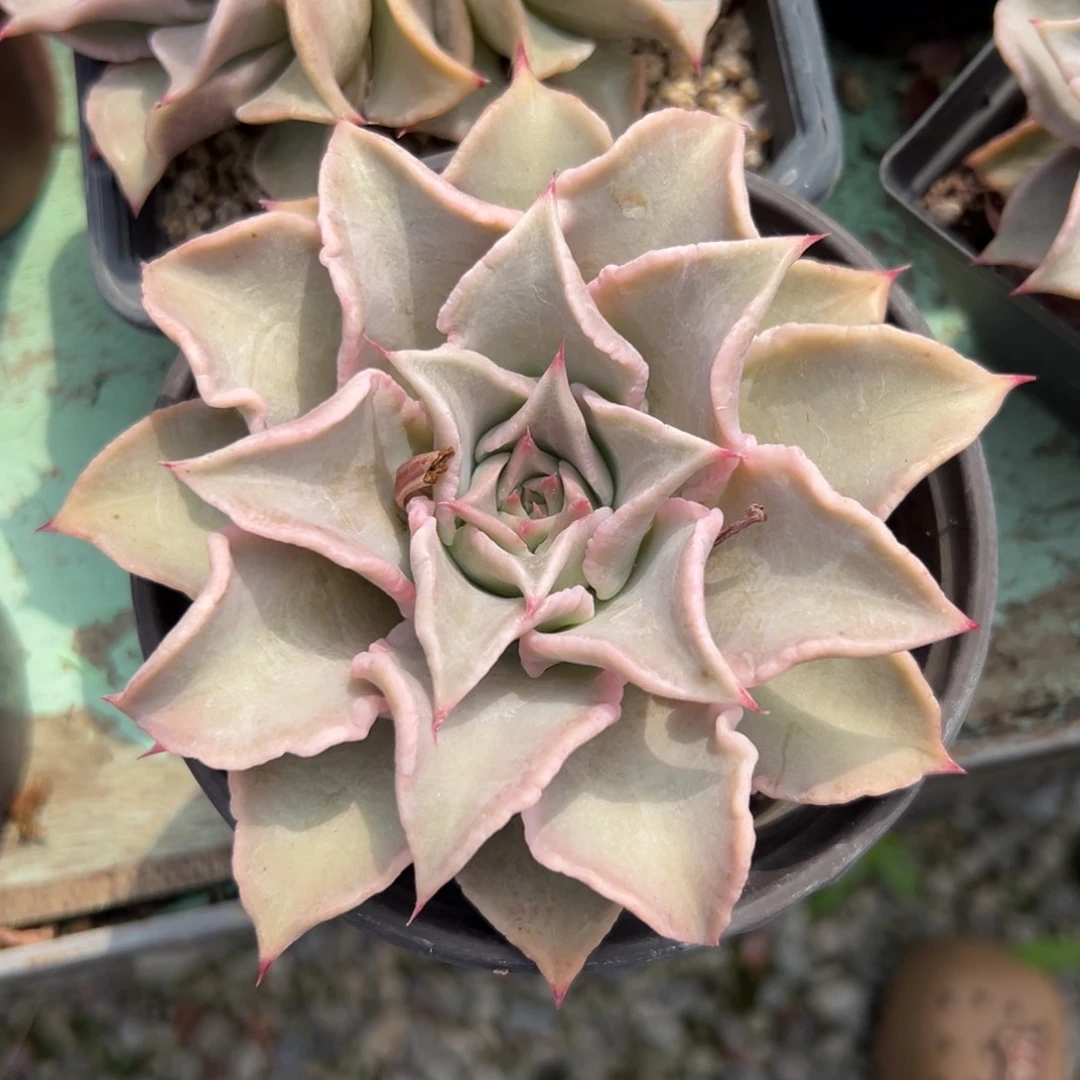 香*饺子皮有轻微晒斑（满38包邮）多肉