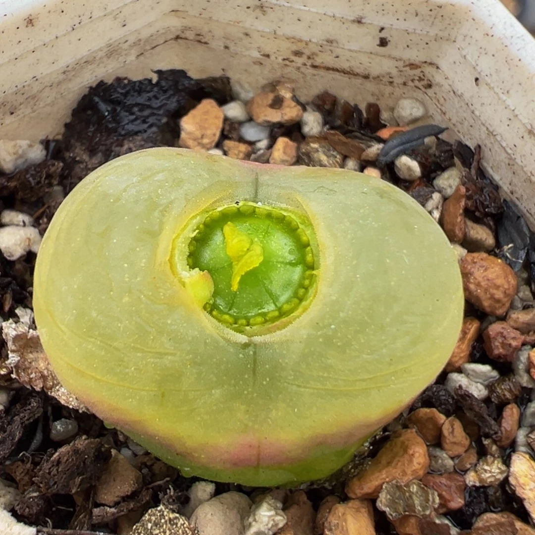 51多肉植物百科植物