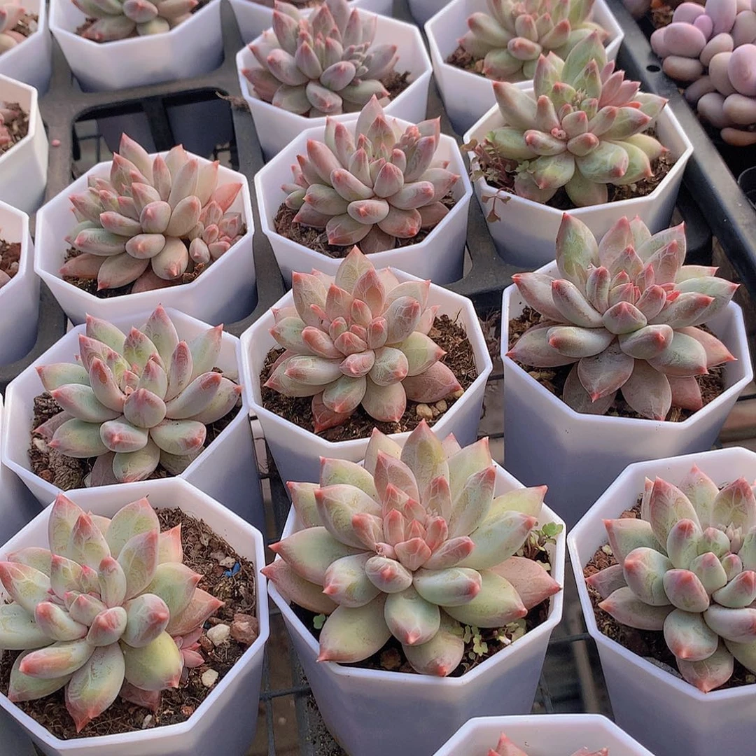 幻影美人2356789990000