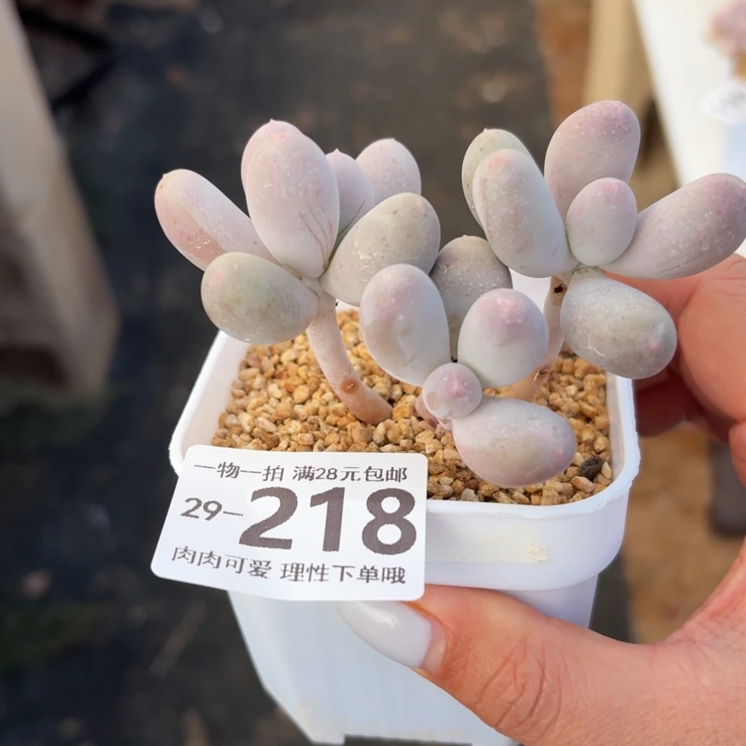 米可奶无盆土发货无