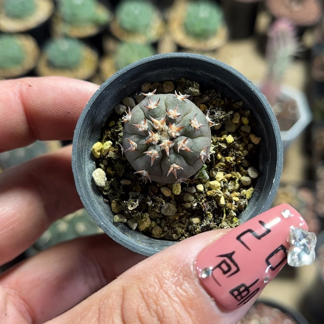 小猫爪单头发货单头发货