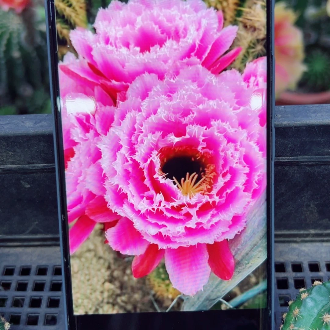 下10毛云儿歪无根侧芽5公分左右20包邮