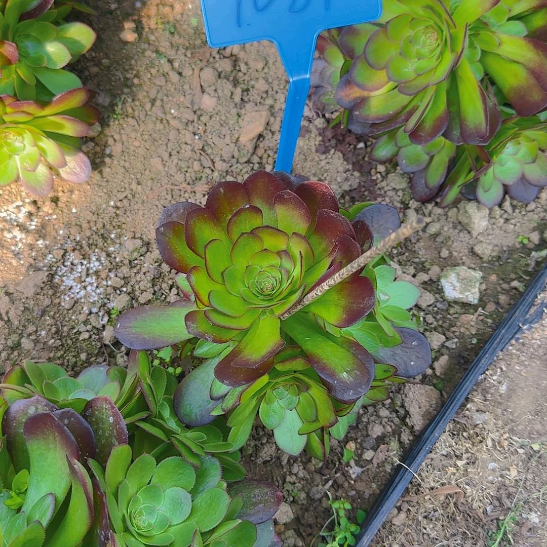 ღ****1089雨荷多肉哦哦哦