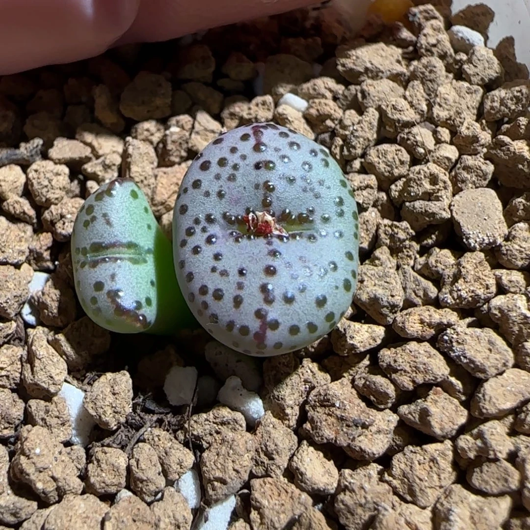 肉锥多肉植物组合-火龙果安贞344