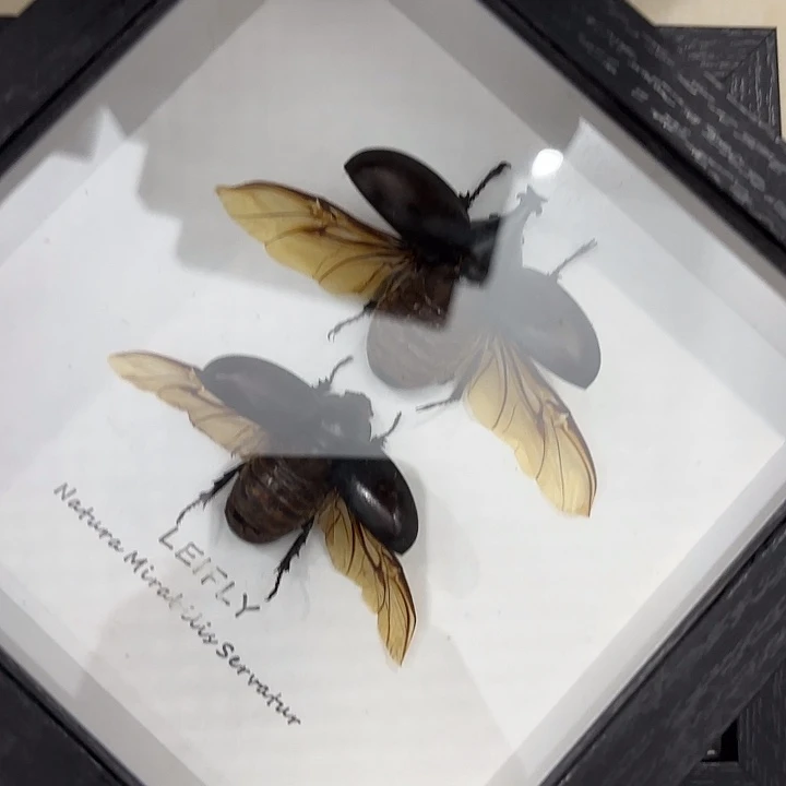 多***余蝴蝶标本定制100@