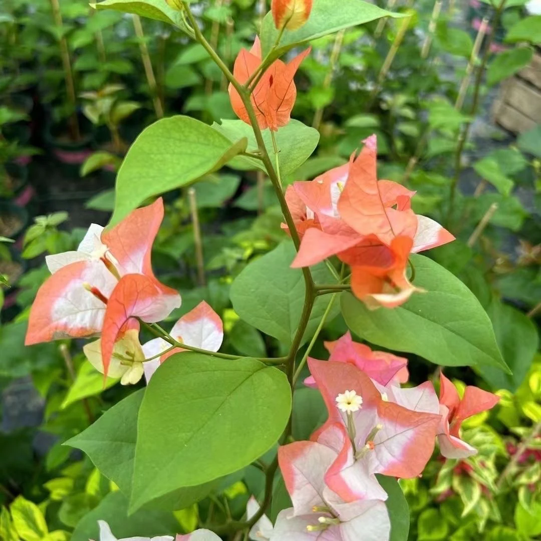 【橙口红】原生袋苗三角梅 不包活 无售后