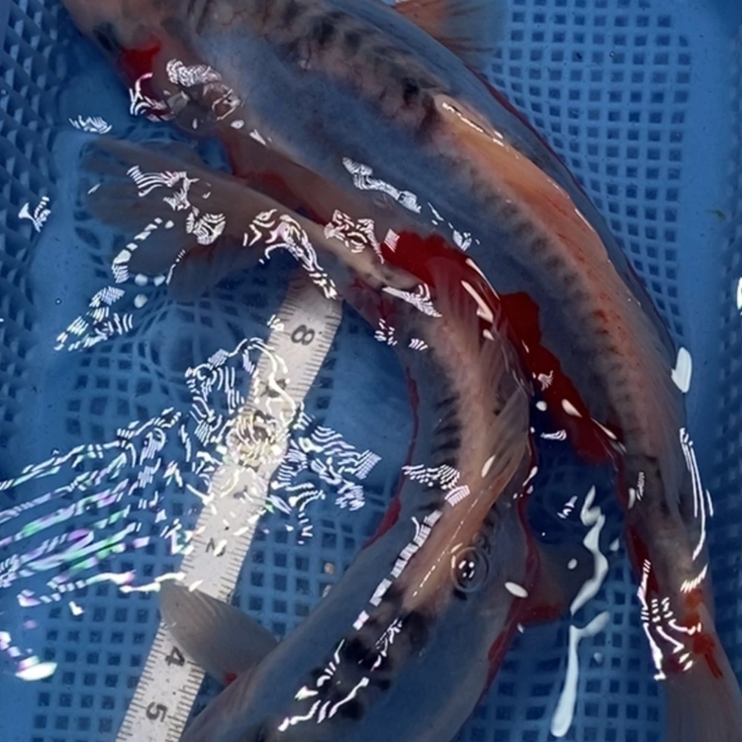 锦鲤冷水锦鲤包邮