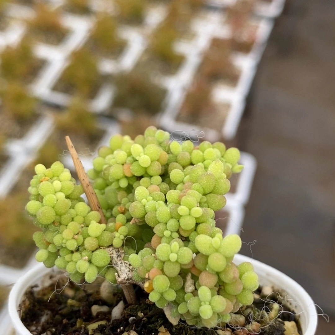 小小米261枝干番杏