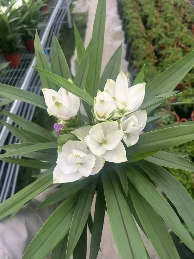 【白雪公主】姜荷花耐热耐晒花期长抗病好养阳台庭院多年球根植物
