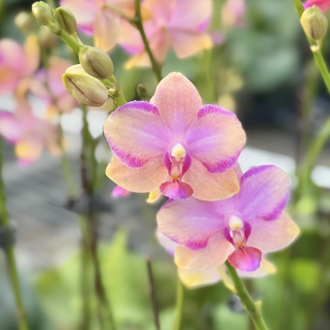 【韩国水晶3.5寸精品蝴蝶兰】室内高端花卉基地直发