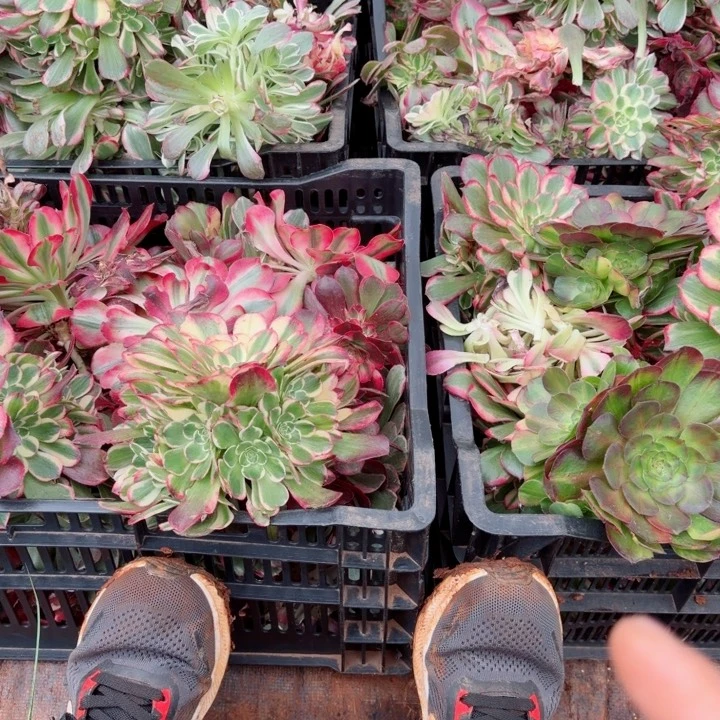 ****满十级福利海鲜捧花吧