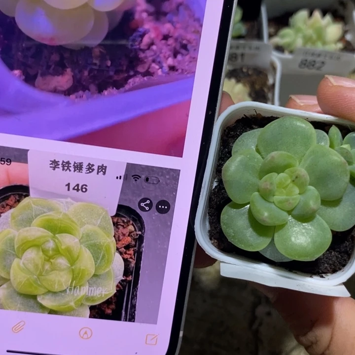 标签883樱桃甜心一个多肉