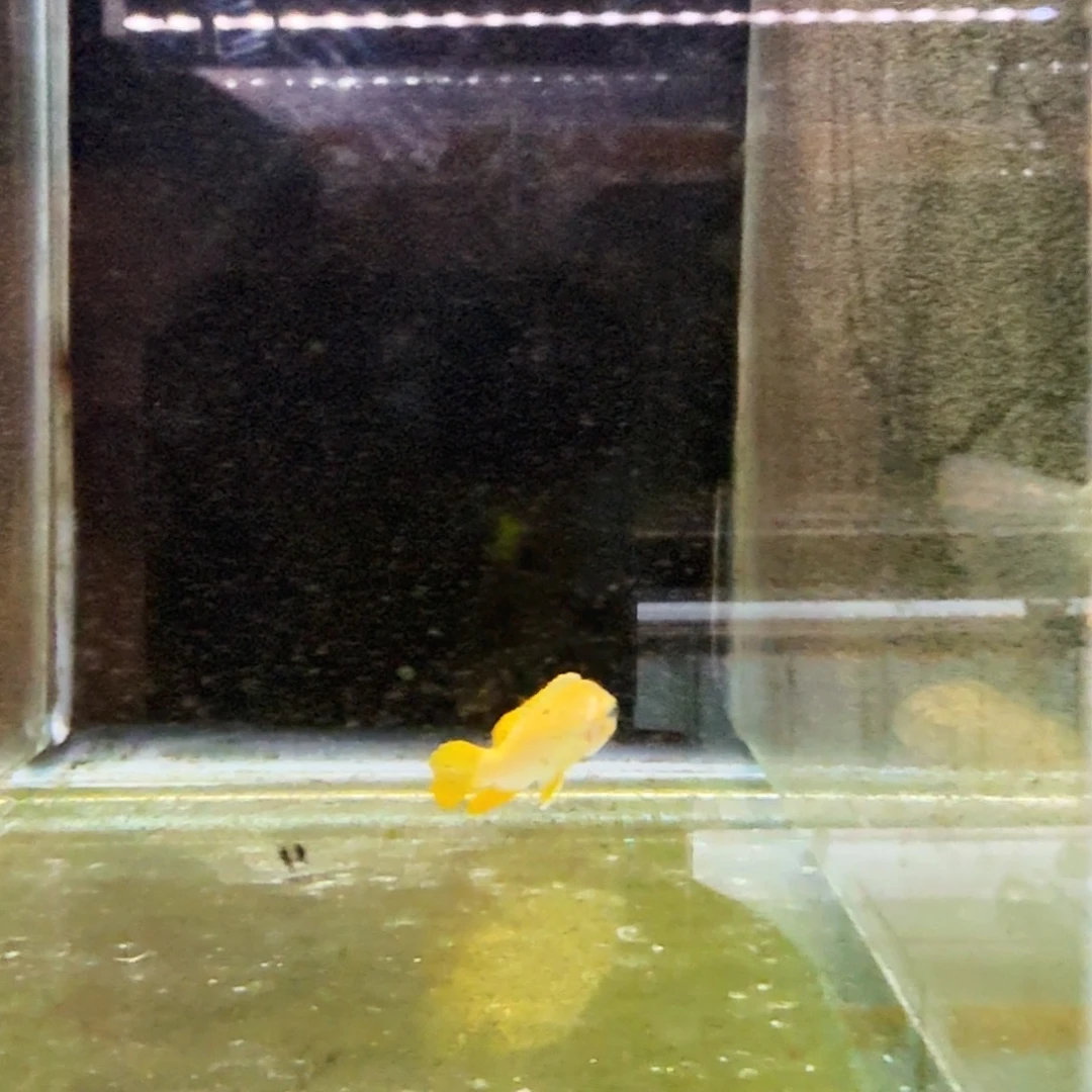慈鲷303野摸索博母。